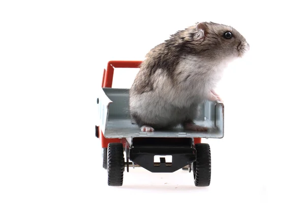 Dzungarian mouse in the car — Stock Photo, Image