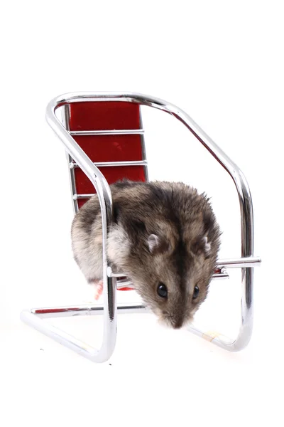 Dzungarian mouse in the chair — Stock Photo, Image