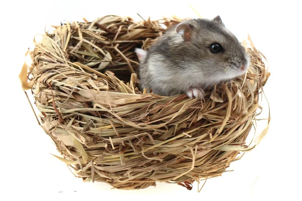 Dzungarian το ποντίκι στο τη nestle — Φωτογραφία Αρχείου
