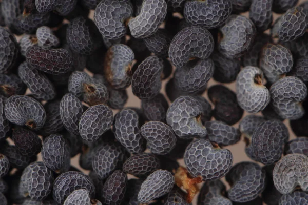 Semillas de amapola fondo — Foto de Stock