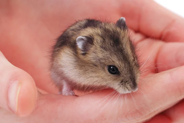 Ratón dzungariano en la mano humana — Foto de Stock