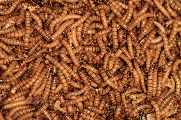 worms background - Stock Image - Everypixel