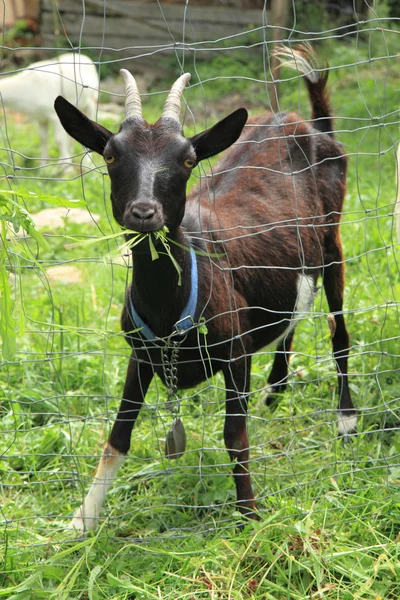 Chèvre noire dans le jardin vert — Photo