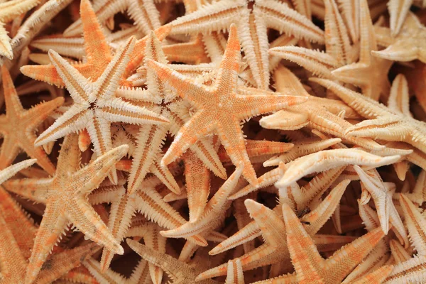 Sea star fiskar — Stockfoto