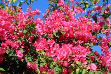 bouganvillea çiçek