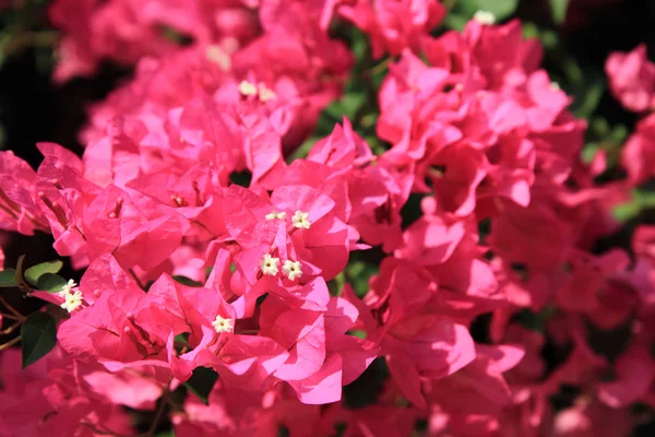 Flor de bouganvillea — Fotografia de Stock