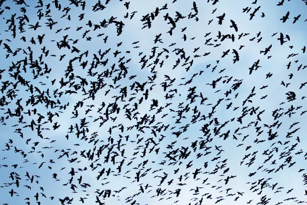 Crows on the sky — Stock Photo, Image