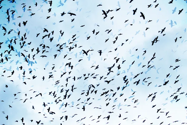 Cuervos en el cielo — Foto de Stock