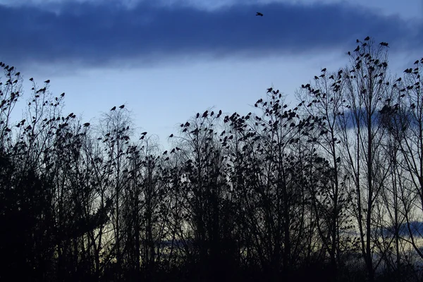 Cuervos en el cielo — Foto de Stock