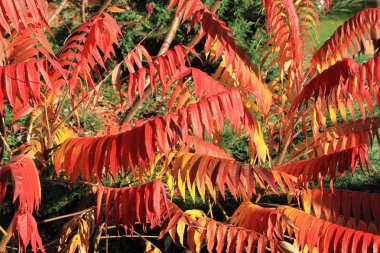sonbahar yaprakları arka plan