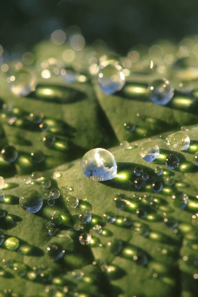 Zielony liść i krople wody — Zdjęcie stockowe