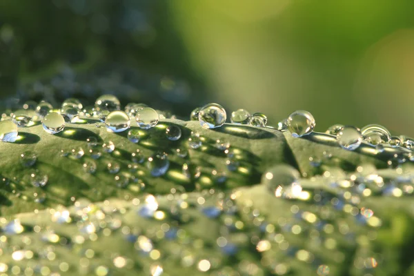 Green leaf and water drops — Stock Photo, Image