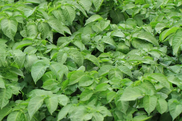 Potato plant background — Stock Photo, Image