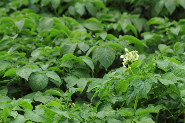 马铃薯植物背景 — 图库照片