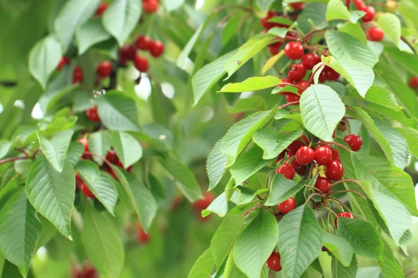 Körsbär träd med frukter — Stockfoto