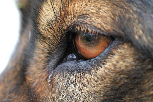 dog eye detail