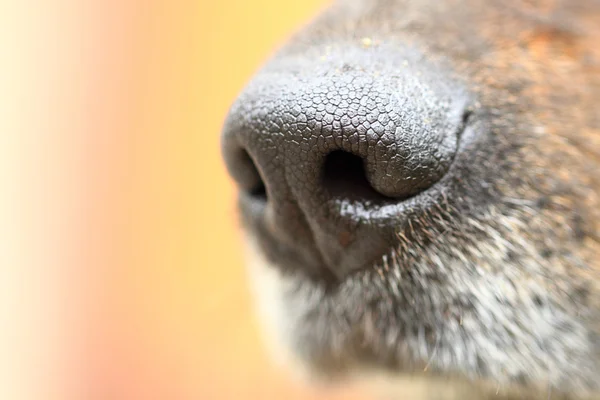 Detail of dog nose — Stock Photo, Image