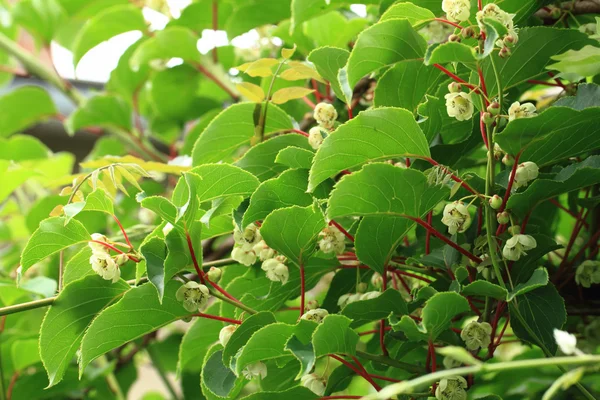 Kiwi flores e plantas (actinidia ) — Fotografia de Stock