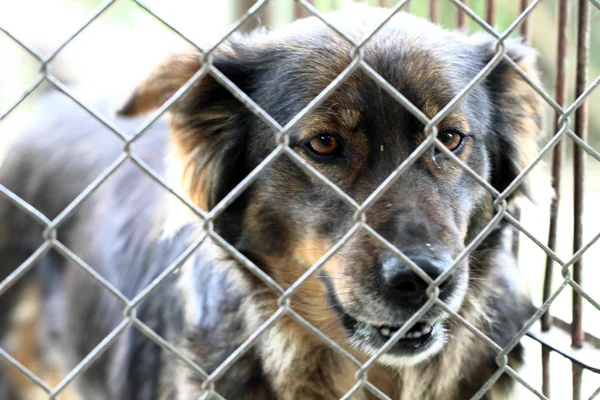 Perro en la jaula — Foto de Stock