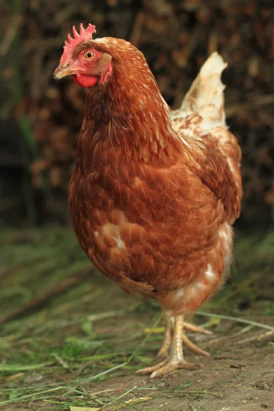 Red hen from small czech farm — Stock Photo, Image
