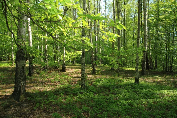 Floresta de bétula — Fotografia de Stock