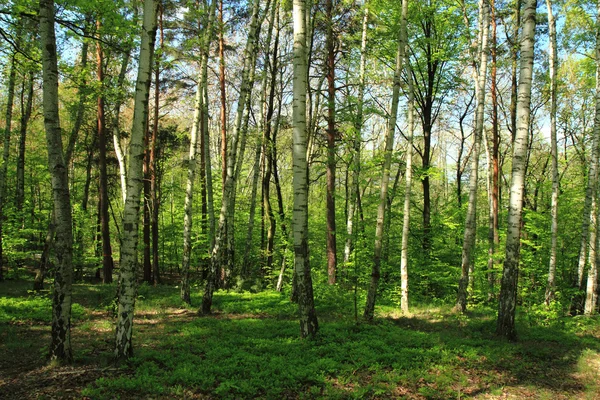 Brzoza drzewo las — Zdjęcie stockowe