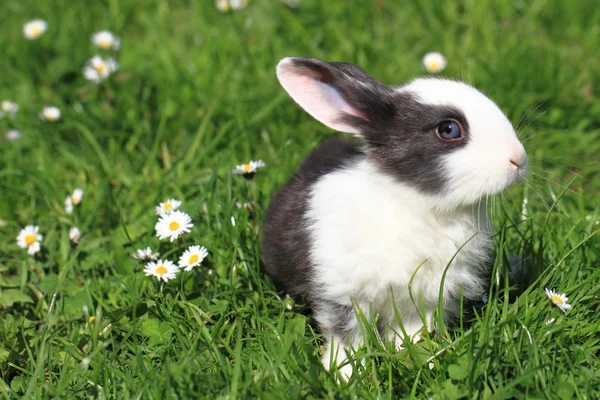 Lapin noir et blanc dans l'herbe — Photo