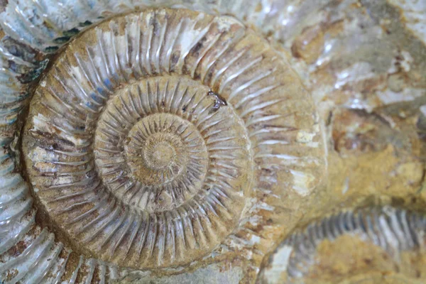 Ammonites fossil background — Stock Photo, Image