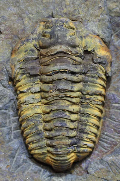Trilobiták fosszilis nagyon szép háttér — Stock Fotó