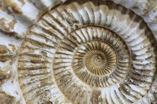 Ammonites fond fossile — Photo