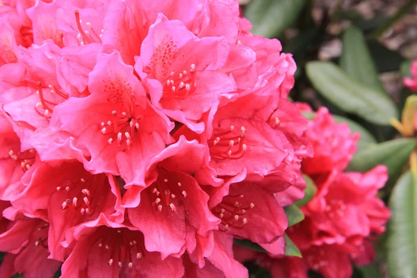 Różanecznik jako tło bardzo ładny kwiat — Zdjęcie stockowe