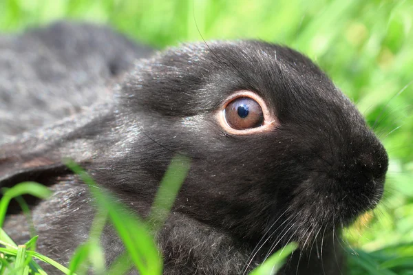 Черный кролик в траве — стоковое фото