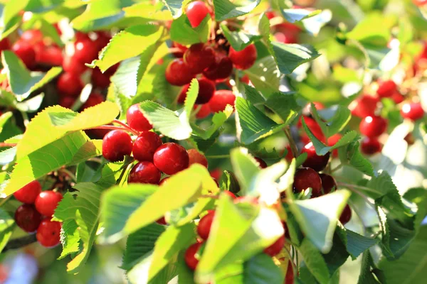 Körsbär träd med frukter — Stockfoto