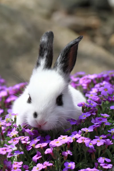 黑色和白色的兔子，在花丛中 — 图库照片