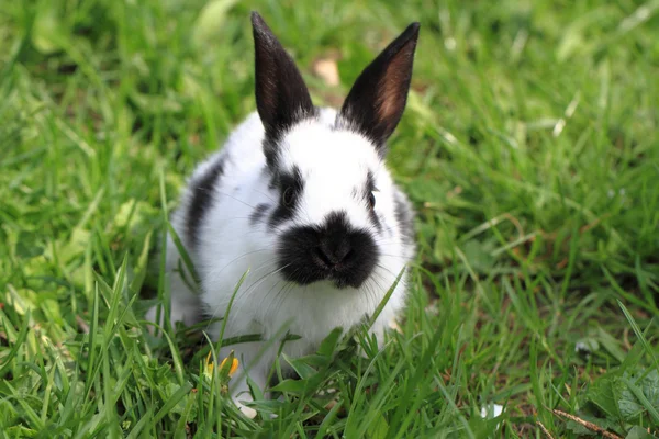 Черно-белый кролик в траве — стоковое фото