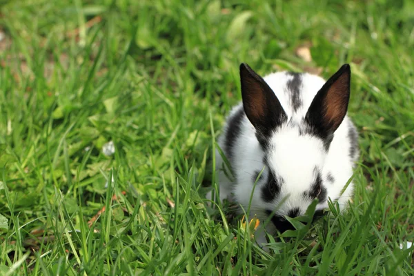 Lapin noir et blanc dans l'herbe — Photo