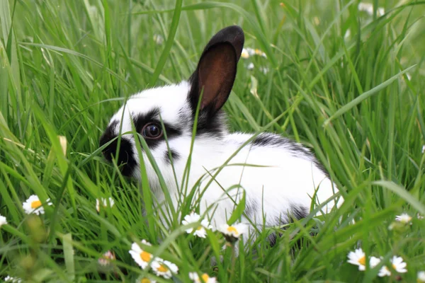Schwarz-weißes Kaninchen im Gras — Stockfoto