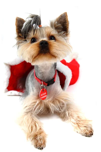 Yorkshire terrier dressed isolated — Stock Photo, Image