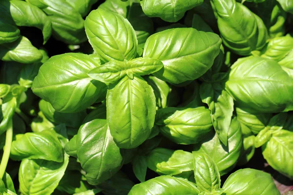 Basil leaves background — Stock Photo, Image