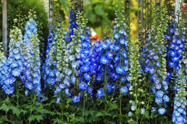 blue delphinium flower background clipart