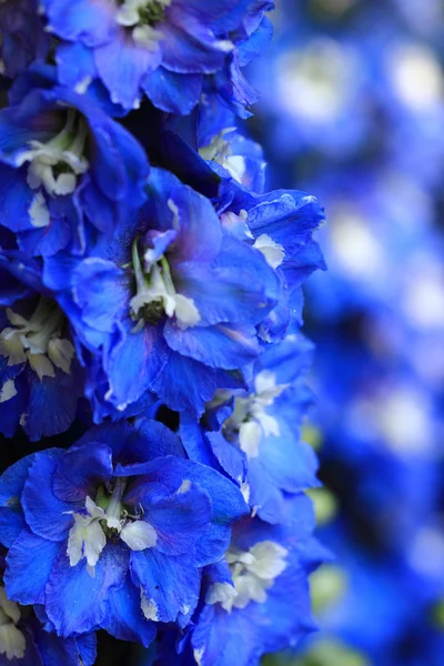 Mavi delphinium çiçek arka plan — Stok fotoğraf