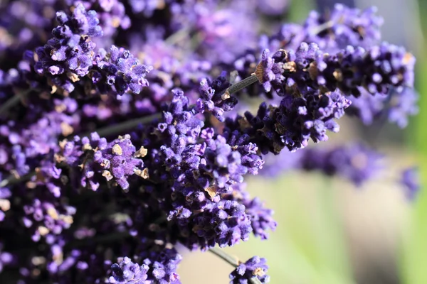 Lavanda flores fondo —  Fotos de Stock