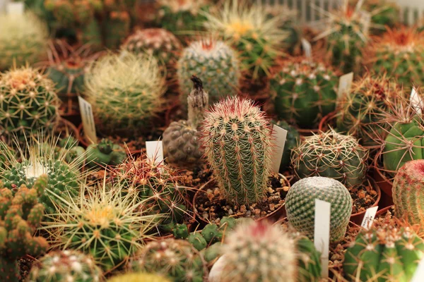 Cactos como fundo natural agradável — Fotografia de Stock