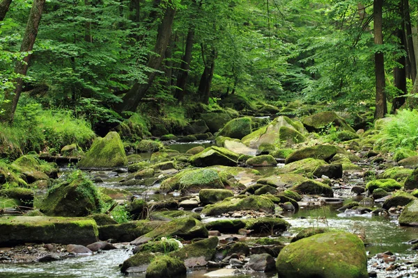 Rivière dans la forêt — Photo