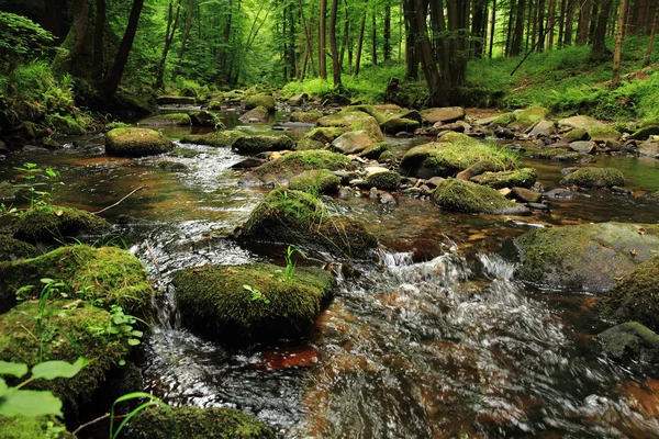 Rivière dans la forêt — Photo