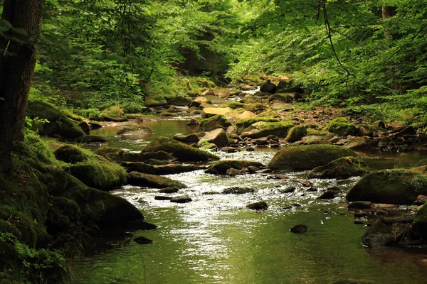 River in the forest — Stock Photo, Image