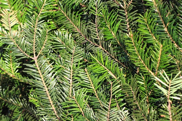 Albero di Natale gambo sfondo naturale — Foto Stock