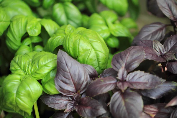 Hojas de albahaca fondo — Foto de Stock