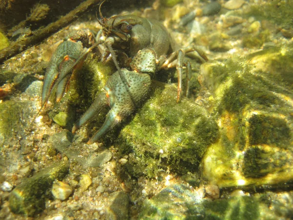 Flussblauer Krebs im Wasser — Stockfoto