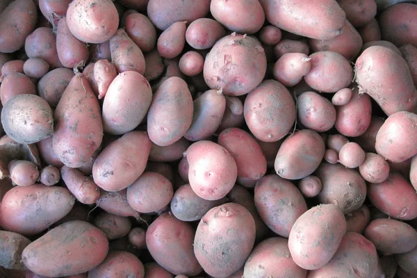 Sfondo patate rosse — Foto Stock